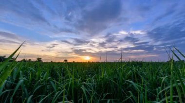 Gün batımında şeker kamışı tarlasının gece gündüz süreleri