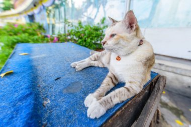 masada oturan küçük kedi 