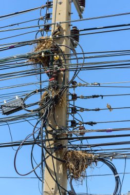 Elektrikli kabloda kuş yuvası