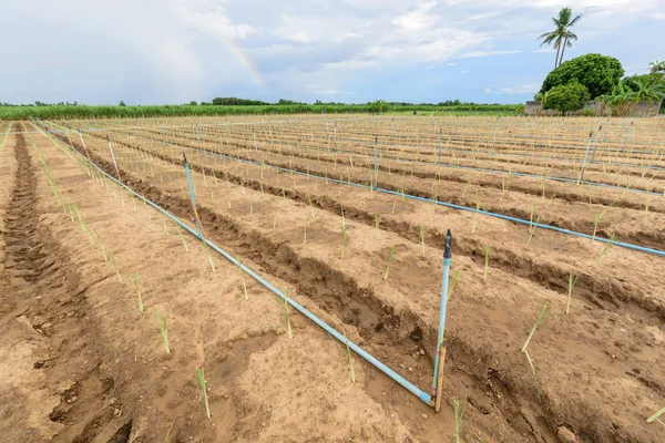 Impianto Della Citronella Nel Nuovo Orto Con Sistema Irrigazione Acqua — Foto Stock