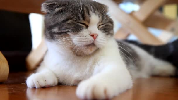 Кіт Спить Підлозі — стокове відео