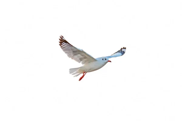 Seagull Flying White Background Clipping Path — Stock Photo, Image