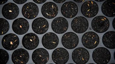 Kreş tepsisinde siyah kabuğu ile tohum ekleyin