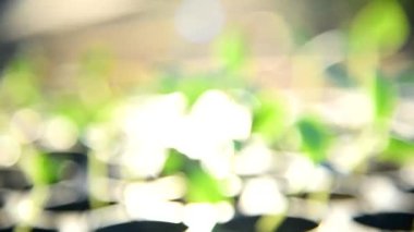 Bulanıklık odağı ayarlamak güneş ışığı ile kreş tepsisi üzerinde fidan