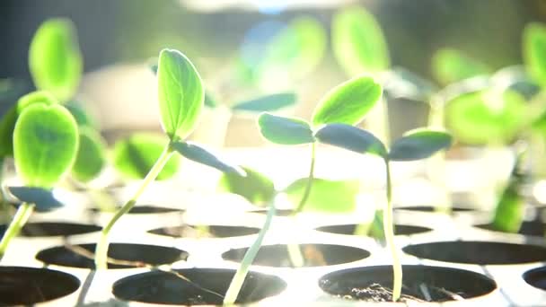 Panoramowanie Widoku Sapling Tacę Przedszkole Światłem Słonecznym — Wideo stockowe