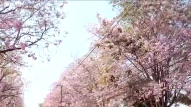 Yolda pembe trompet ağaç satır 