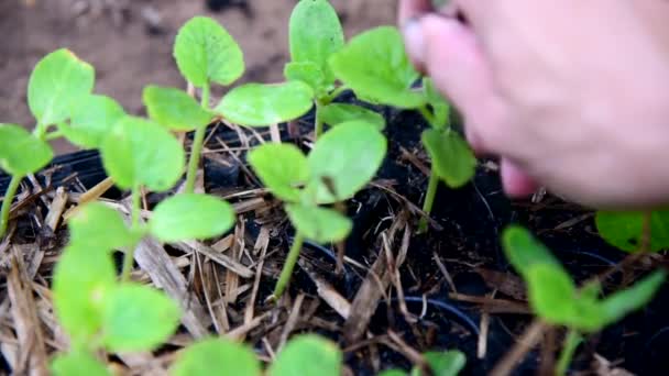 Okrążenie Sapling Przedszkola Tacę Przez Łyżkę — Wideo stockowe