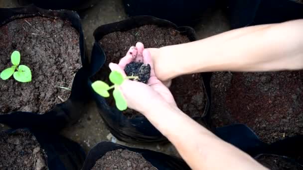 Plant Sapling Crop Bags — Stock Video