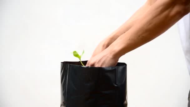 Plant Sapling Crop Bags — Stock Video