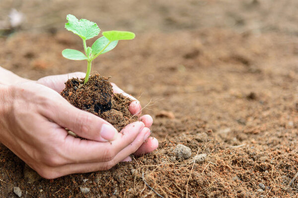 The man Plant The Sapling to soil
