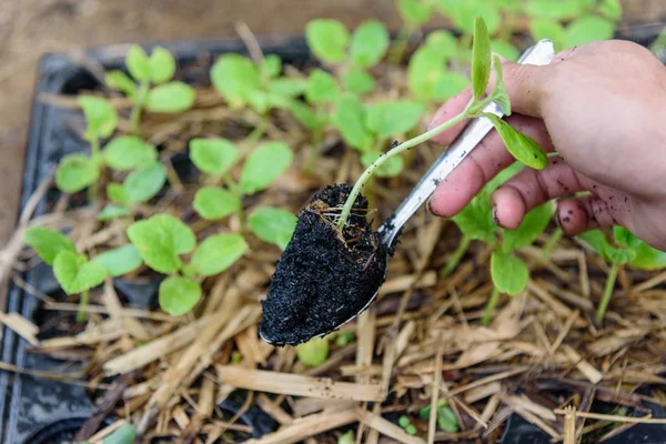 Lap Sapling Nursery Tray Spoon — Stock Photo, Image