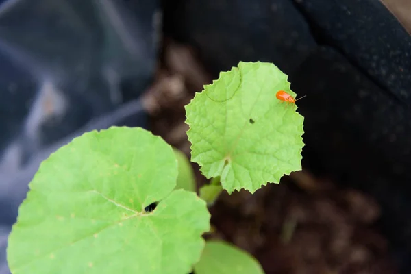 Zucca Scarabeo Cucurbit Leaf Beetle Foglia Verde — Foto Stock