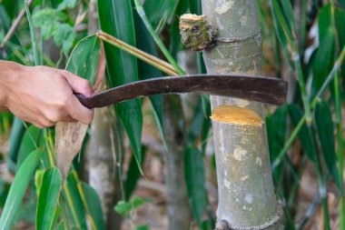bıçak keserek bambu ağaçları kesmek