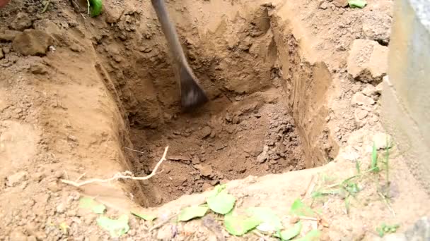 男は柱のために土を掘るクローバーを使用します — ストック動画