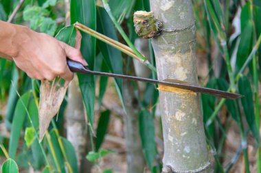bıçak keserek bambu ağaçları kesmek