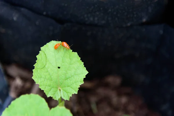 Zucca Scarabeo Cucurbit Leaf Beetle Foglia Verde — Foto Stock