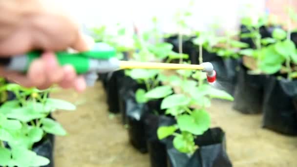 Vaporiser Insecticide Sur Les Légumes Ferme — Video