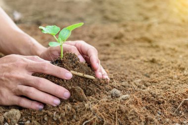 Adam Fidanı toprağa diker.