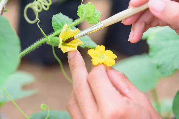 Use Paintbrush Pollinate Melon Flower Green House — Stock Photo, Image