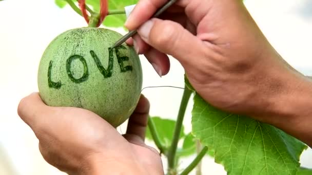 Schreibe Das Liebeswort Auf Die Frische Melone — Stockvideo