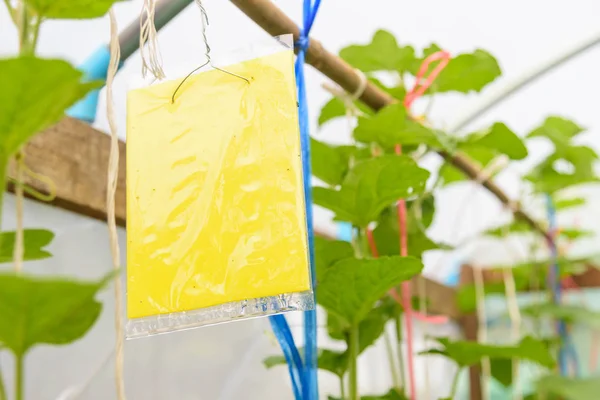 Böcek tuzağı / Sarı yapıştırıcı tahta kapanı