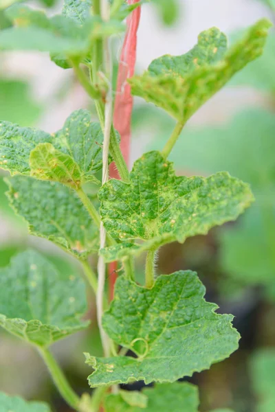 Leaf of Melon tree infected the fungus — Stock Image Leaf Melon Tree Infected Fungus Stock Photo