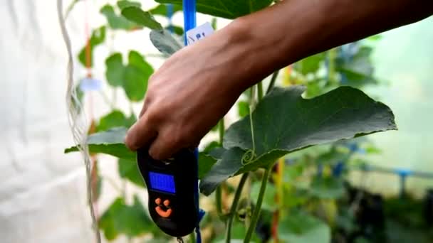 Einsatz Tragbarer Digitaler Waage Landwirtschaftlichen Betrieb — Stockvideo