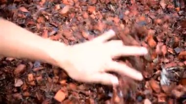 Hindistan cevizini iyice ıslatın bitkiden önce sulandırılmış tanenik asit için suyla soyun.