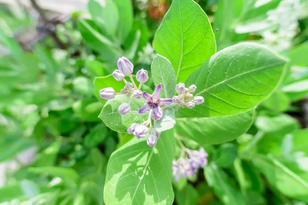 Vicino Calotropis Giantea Fresco — Foto Stock