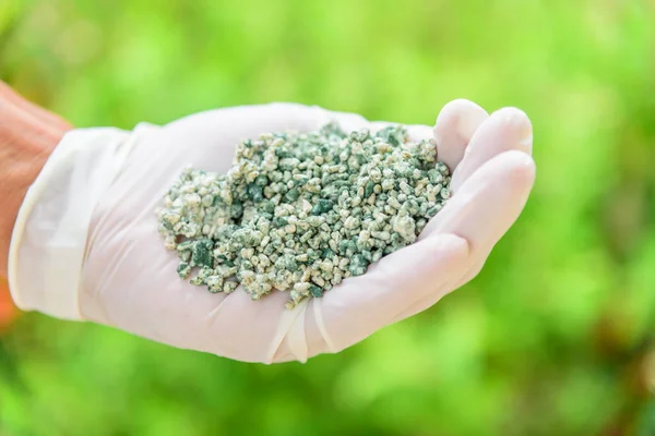 Trichoderma harzianum 'a yaklaş.