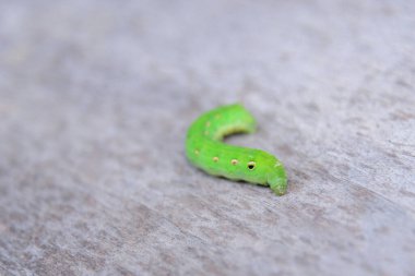 Tahta tabakta büyük yeşil bir solucan