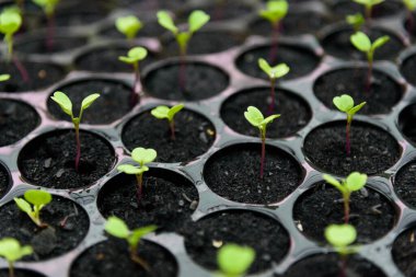 Çocuk tepsisindeki yeşil meşe fidanı