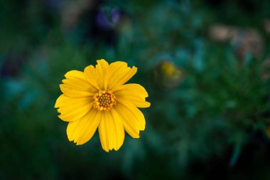 Şehir parkında sabah güneşinde parıldayan sarı bir çiçek.