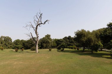 Şehirdeki bir parkta yaprakları olmayan kuru beyaz bir ağaç.