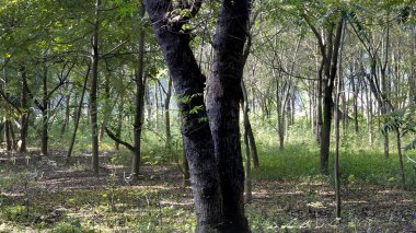 Ormanı oluşturan ve çevreye pozitif katan ağaç kümeleri.
