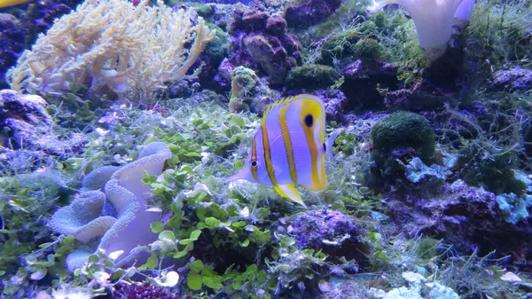 Sea Fish Aquarium — Stock Photo, Image
