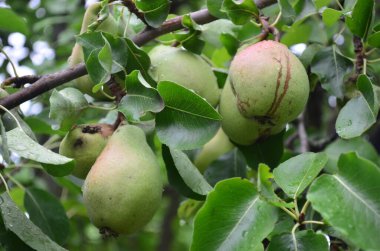 Bahçedeki bir ağaçta yetişen olgun armutlar..