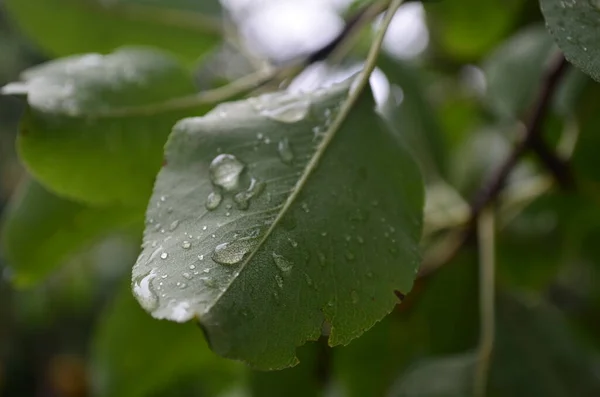 Yeşil yapraklar makro çekimde. Tahta. Çiy.