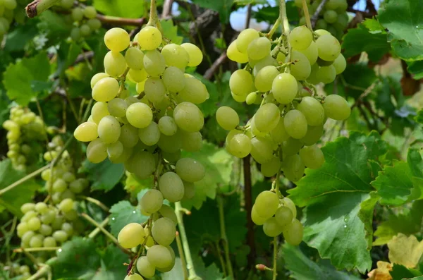 Bir demet yeşil üzüm. Meyveler. Çiftlik.