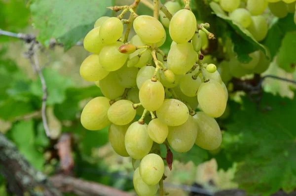 Een Bos Groene Druiven Vruchten Plantage — Stockfoto