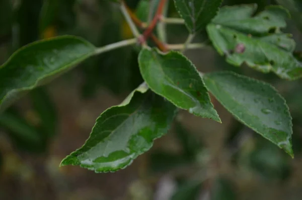 Grüne Blätter Einer Makroaufnahme Holz Tau — Stockfoto