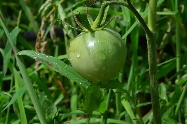 Bahçe yatağında yeşil domates. Yağmurdan sonra. Çiy.