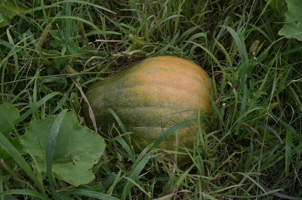 Çimenlerdeki karpuz üzerinde balkabağı. Bahçe.