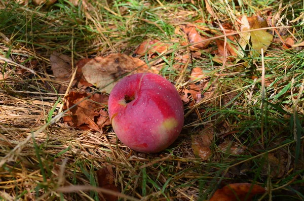 Olgun bir gül elması ağaçtan çimenlere düştü. Bahçe, sebze bahçesi, yaz.