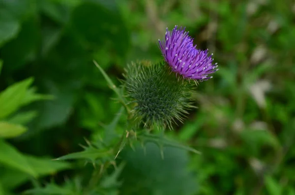 Bahçede dikenli pembe çiçek.