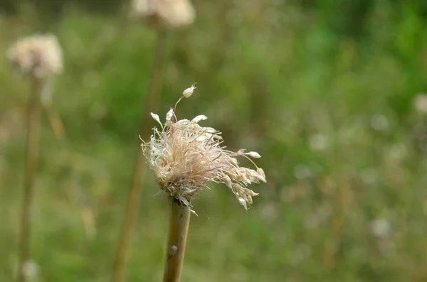 Sarımsak çiçeği çiçek açtı. Güzel ot. Makro.