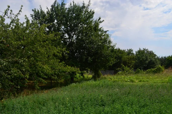 Ormandaki manzara çok güzel. Doğa. Ağaçlar ve tarlalar.