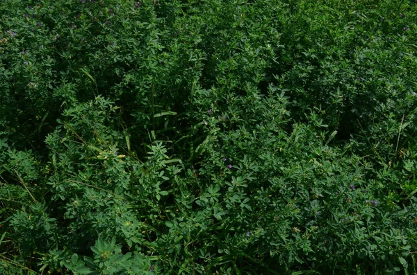 Nane tarlası. Yeşil bitki. Sağlıklı nane.