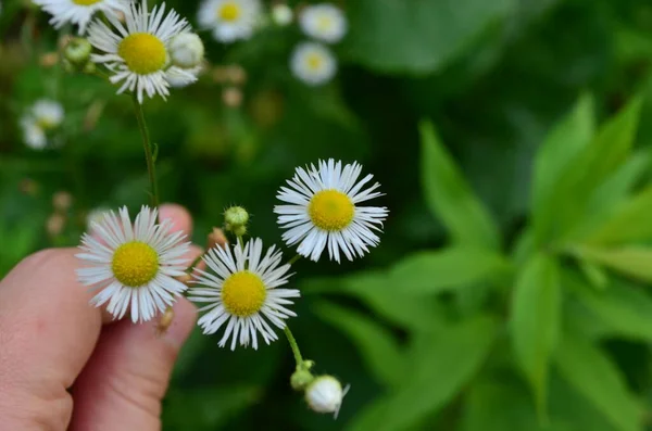 Yeşil bahçedeki beyaz papatyalar. Yaz, çiçekler.