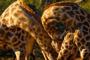 Close view of long flexible giraffe necks  clipart